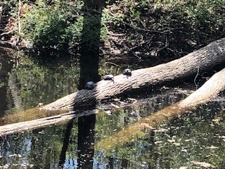 Photo of three turtles sunbathing on a log