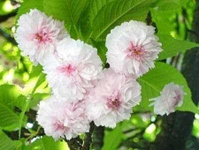 Dense flowers with petal colors of pale crimson fading out to blush white with broad green leaves