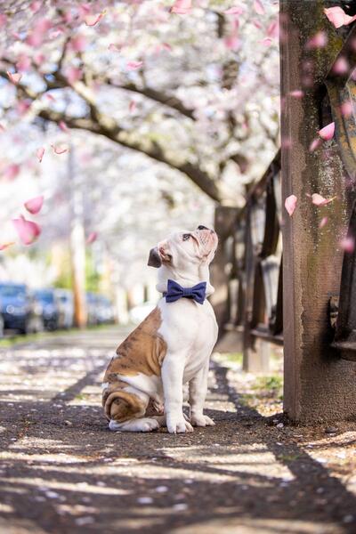 Bulldog dressed in a bowtie sitting while gazing up at pink cherry blossoms